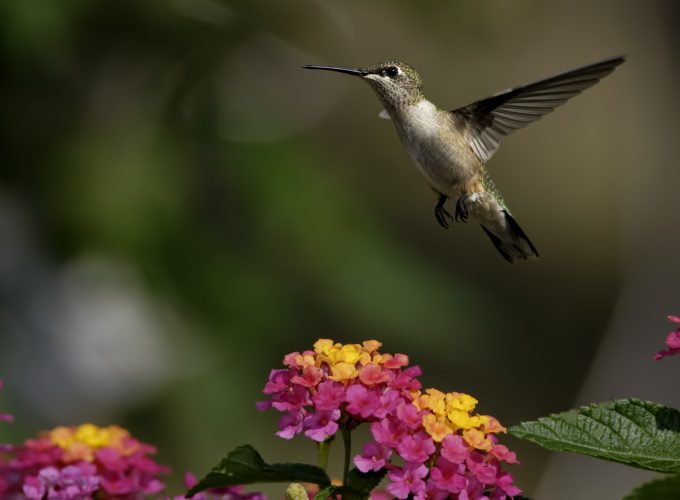 Wallpaper colibri, flowers, flight, blur, Animals 3563317161